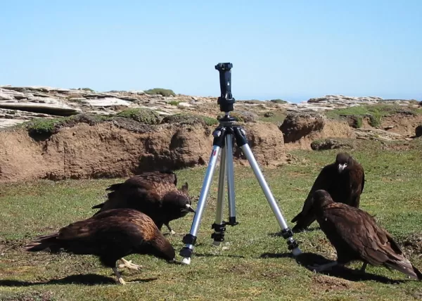 You will find Johnny Rooks to be quite curious on your Falkland Islands tour