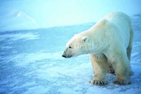 Arctic Polar Bear 