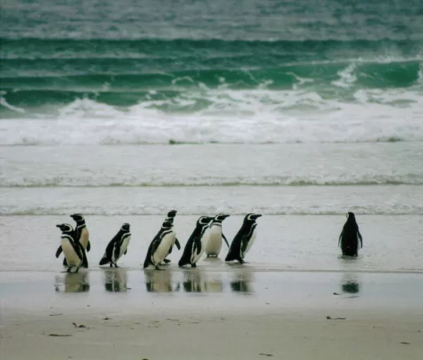 Magellanic penguins scuttle along the beach during a Falkland Islands tour