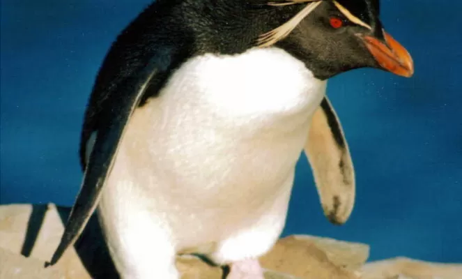 See Rockhopper penguins - one of five species on the islands - during your Falkland Islands tour