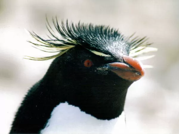 See rockhopper penguins up close on a Falkland Islands tour