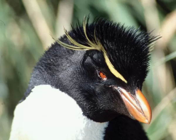 Rockhopper penguins are just one species of bird life you will see during your Falkland Islands tour