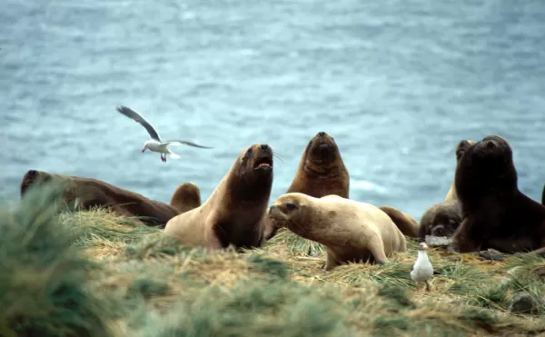 Hear the barks of sea lions and the cries of gulls on your Falkland Islands tour