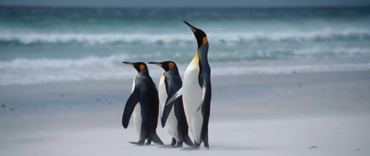 Watch King penguins strut across the sand at Volunteer Point during your Falkland Islands tour