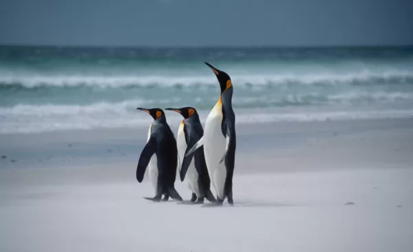 Watch King penguins strut across the sand at Volunteer Point during your Falkland Islands tour