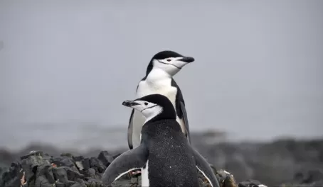 A pair of chinstrap penguins