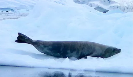 Weddell seal on the ice