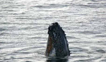 A spyhopping humpback