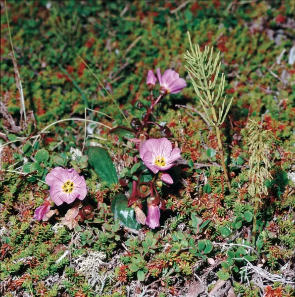 Arctic Flowers