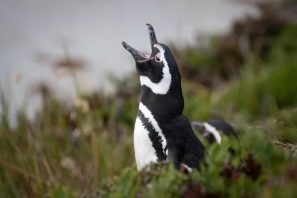 Magellanic Penguin
