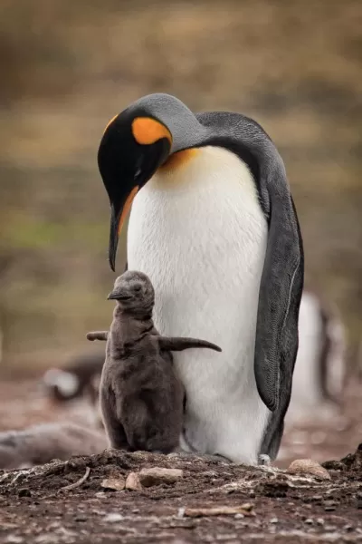 King Penguin and chick