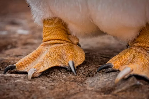 Gentoo Penguin feet