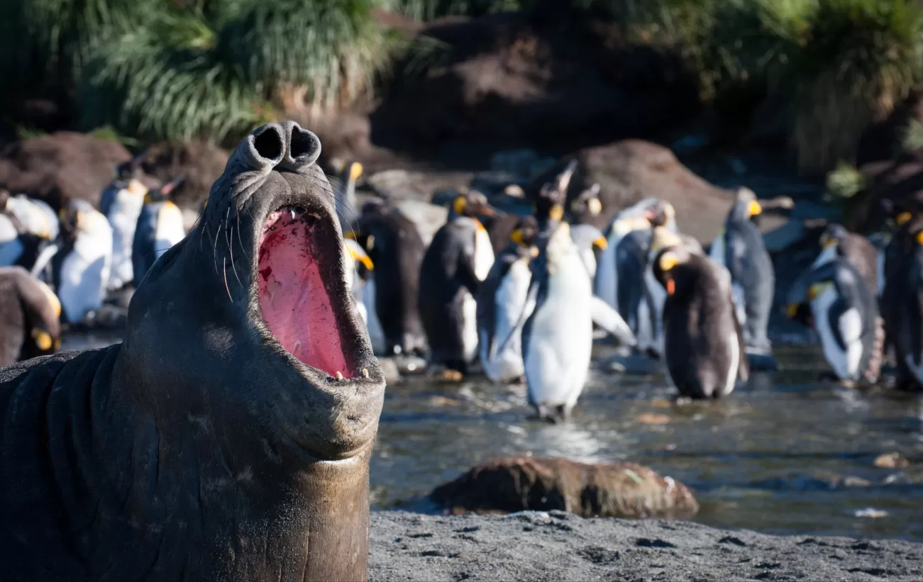 Elephant Seals and King Penguins in Gold Harbour