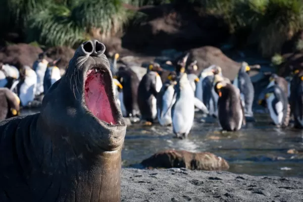 Elephant Seals and King Penguins in Gold Harbour