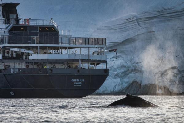 Humpback whale and baby swim past Ortelius