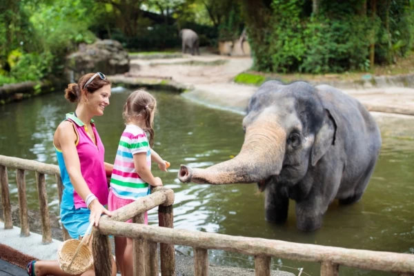 Kids feed elephant in zoo. Family at animal park