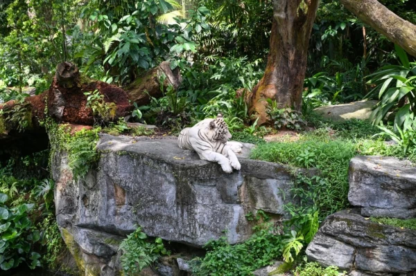 White tiger or bleached tiger seated and relaxing in Jungle