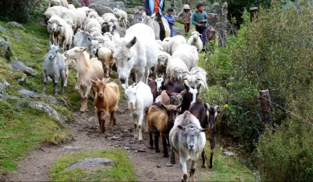 Local villagers moving their herd in the morning