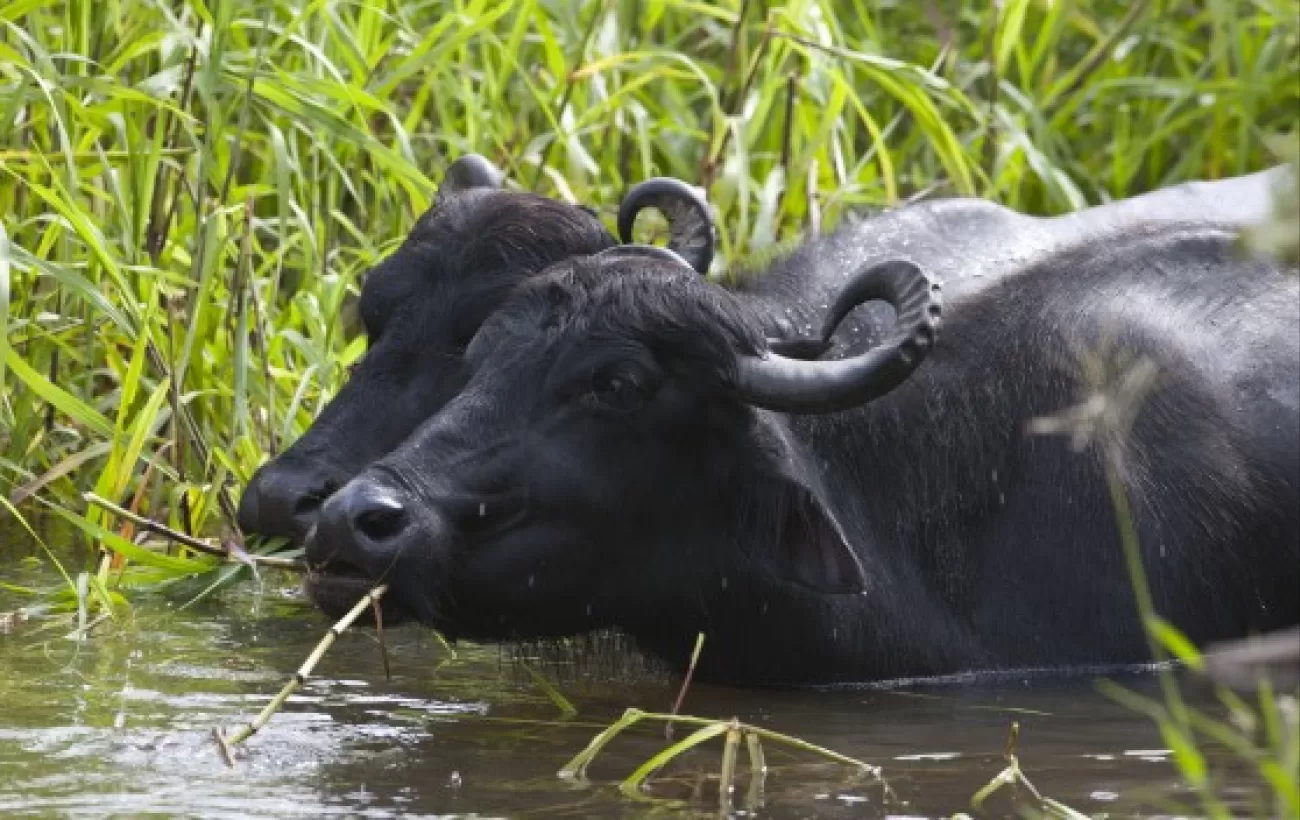 Water buffalo graze the banks of the Amazon