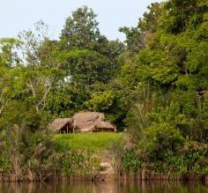Along the Iwokrama River