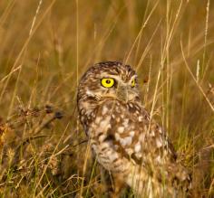 Burrowing Owl