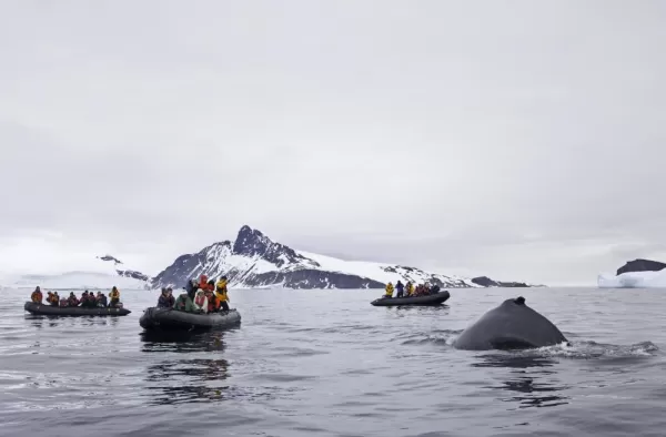 Enjoying some whale watching on an Antarctica cruise