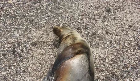 sea lion on San Cristobal