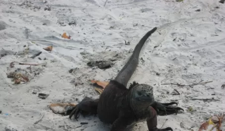 icon for Galapagos, the marine iguana-you can't make this up