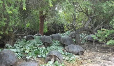 turtles eating taro on San Cristobal