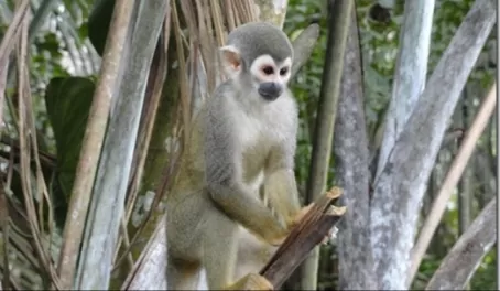 It was fun watching these cute playful squirrel monkeys
