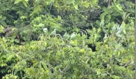 These green parrots blend in well with the green foliage