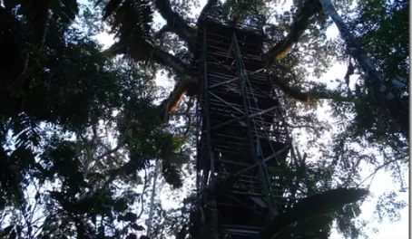 We also climbed the ultimate tree house for more views
