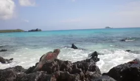 Marine Iguana