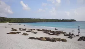 Sea Lions