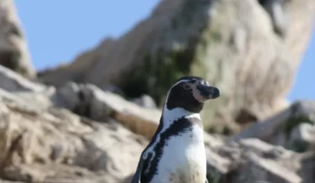 Humboldt penguin on Lslas Ballestras