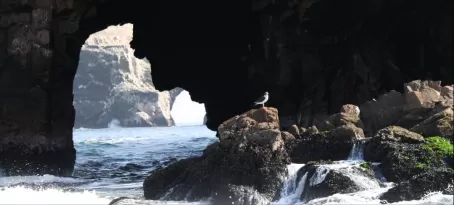 Bird perched upon the rocky shoreline