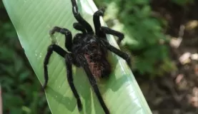 Goliath spider