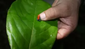 Poisonous tree frog