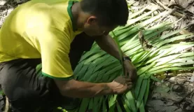 Weaving palm leaf