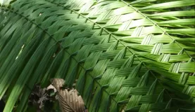 Weaving a palm leaf