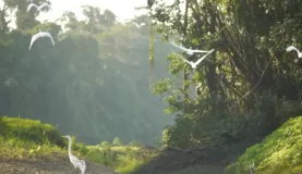 Egrets