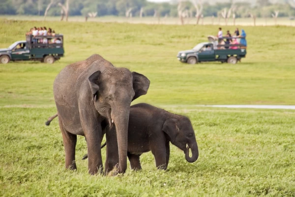 Two Asian wild elephants grazing peacefully near a waterhole while two jeeps full of visitors gazing from a safe distance. Kaudulla National Park, Sri Lanka.