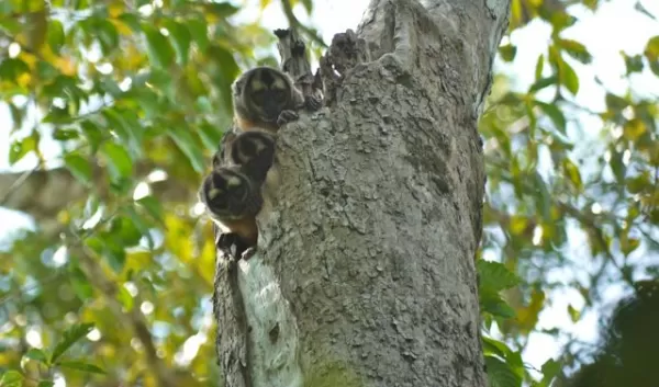 Owl monkeys peer at us