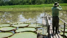 Giant lily pad lagoon