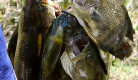 A fisherman's catch