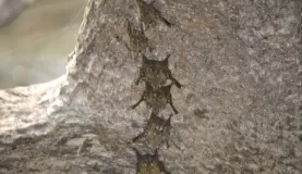 Tiny bats on the underside of a log