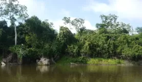 Exploring the Amazon