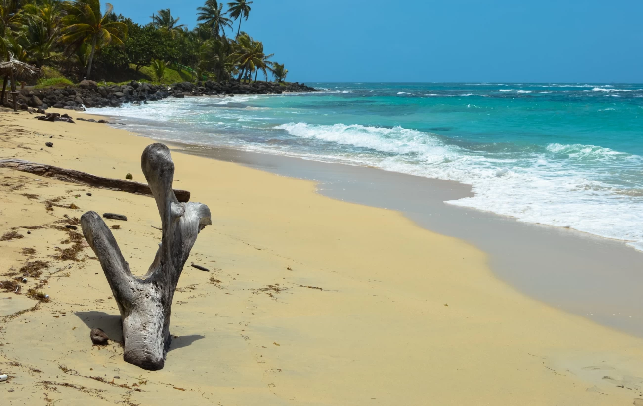 Natural tree sculpture on a beautiful tropical beach on a small remote Great Corn Island in the Caribbean Sea, Nicaragua