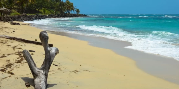 Natural tree sculpture on a beautiful tropical beach on a small remote Great Corn Island in the Caribbean Sea, Nicaragua