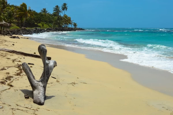 Natural tree sculpture on a beautiful tropical beach on a small remote Great Corn Island in the Caribbean Sea, Nicaragua